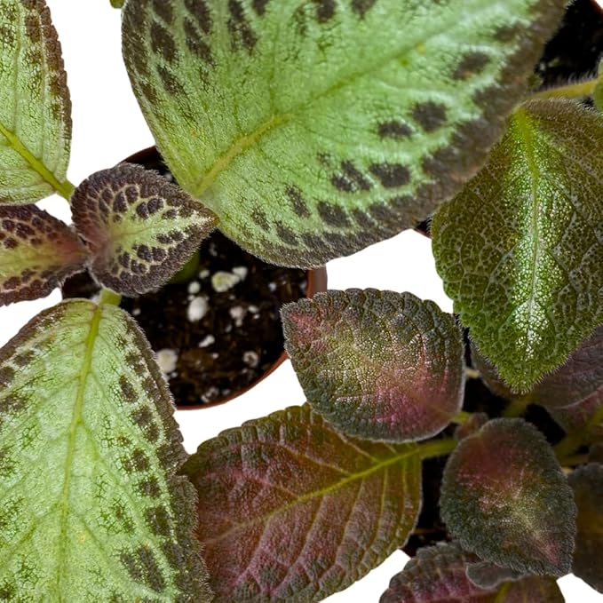 BubbleBlooms Flame Violet, Episcia Cupreata Assortment Set 2 inch pots 3 Different Velvet Plants, Tiny Mini Pixie Plant