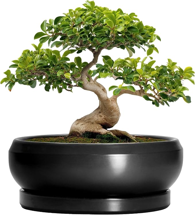 EPFamily Bonsai Pots 13 Inch - Large Ceramic Succulent Pots with Drainage Hole and Tray, Round Planter Bowl Indoor Outdoor, Modern Shallow Planters, Home Living Room Decor, Gardening Gifts, Black