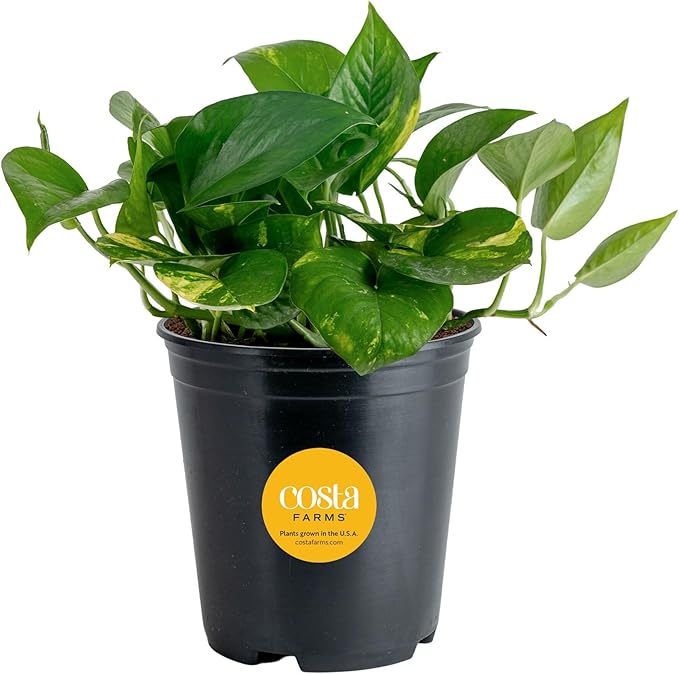 Costa Farms Golden Pothos Live Plant, Easy Care Indoor House Plant in Grower's Pot, Potting Soil, Great for Outdoor Hanging Planter or Basket, Housewarming Gift, Desk Decor, Room Decor, 10-Inches Tall