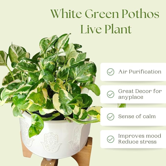White Green Pothos Plant, Fully Rooted Live Indoor Houseplant, 3 Inc Pot