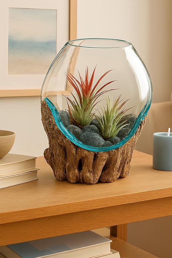 OMA Molten Glass on Driftwood – Hand-Blown Melted Glass Vase, Terrarium, or Planter for Coastal & Boho Home Décor (6"–7" High)
