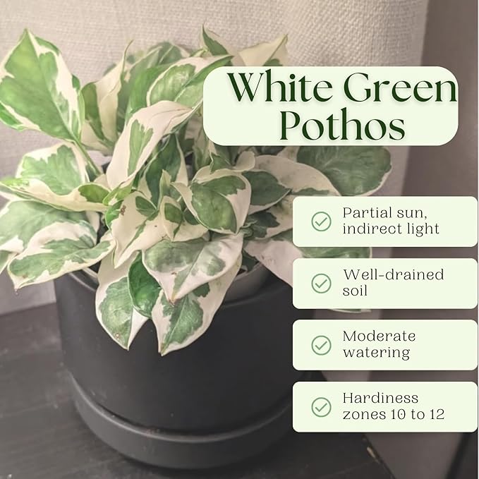 2 Rare White Pattern Pothos Plant, Variegated Plant Live for Indoor, 3 Inches Pot