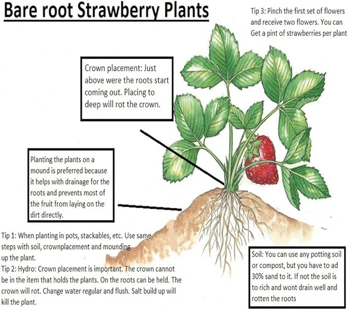 10 Honeoye Strawberry Fruit Plants - INCREDIBLY SWEET BERRY! - (Pack of 10 Bare Root Plants) Zone 3-8. Organic grown in USA.