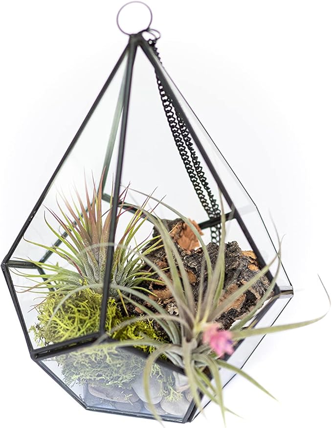 DIY Terrarium Kit with Air Plants - Air Plant Tillandsia Holder - Live Tillandsia Succulent House Plant - Wholesale and Bulk - Home and Garden Decor - Easy Care Indoor and Outdoor Plant (Pentagon)