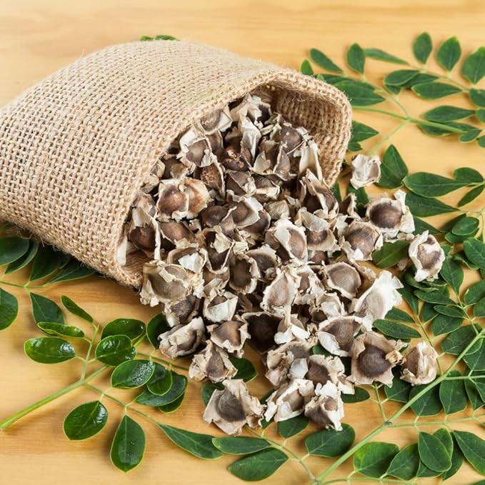 Moringa Plant Live, Moringa Oleifera Live Plant 4” Potted, Fast-Growing Tree for Indoor Outdoor Gardens