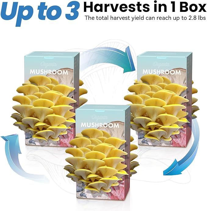 Organic Edible 4lbs Golden Oyster Mushroom Growing Kit, Made in USA, Double-Side Mushroom Grow Kit Indoor, Harvest Gourmet Mushrooms in 10 Days, Top Gardening Gift, Holiday Gift
