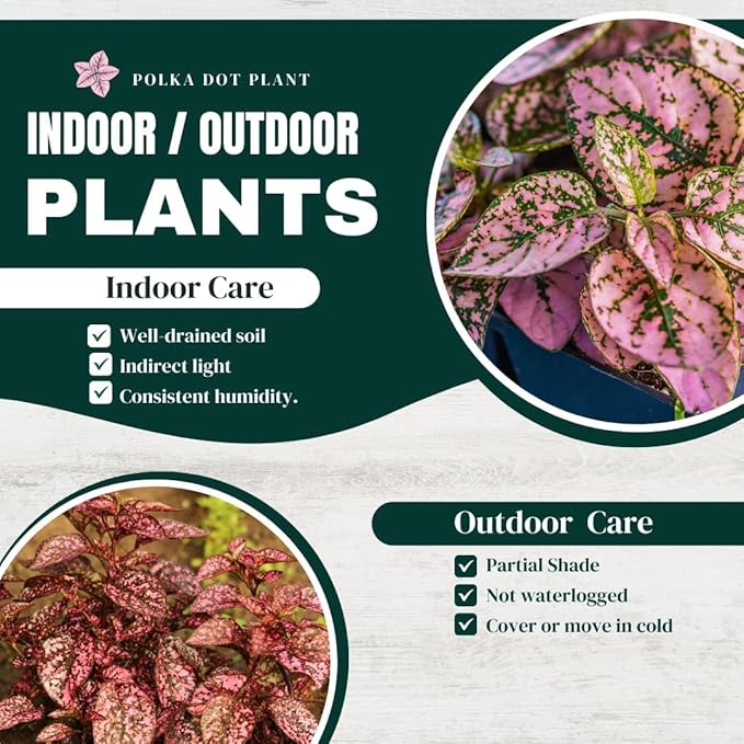Pink Polka Dot Plant (4-Pack) - Live Houseplants, Small Indoor Plants, Hypoestes Pink- Colorful, Air-Purifying House Plants