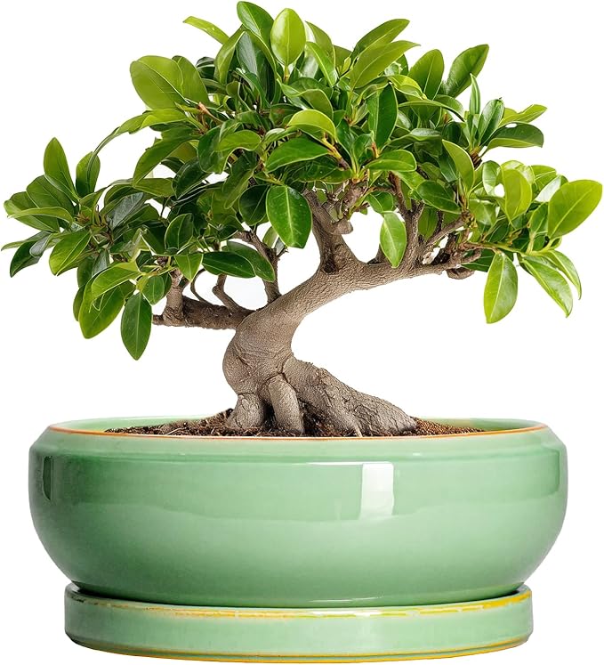 EPFamily 10 Inch Bonsai Tree Pots - Ceramic Succulent Pots with Drainage Hole and Tray, Shallow Planter for Indoor Outdoor Plants, Round Planters, House Decor, Gifts for Plant Lovers, Light Green