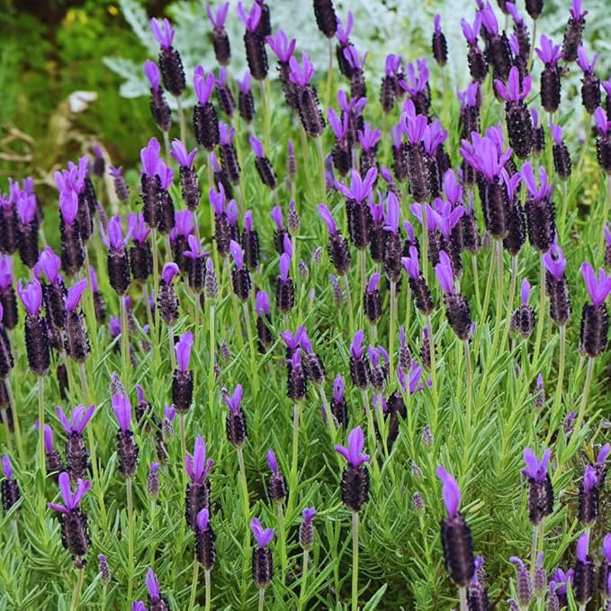 2 French Lavender Plants Live Lavender Plants for Outside Inside, 4 Inc Potted, Annual Flower Plant