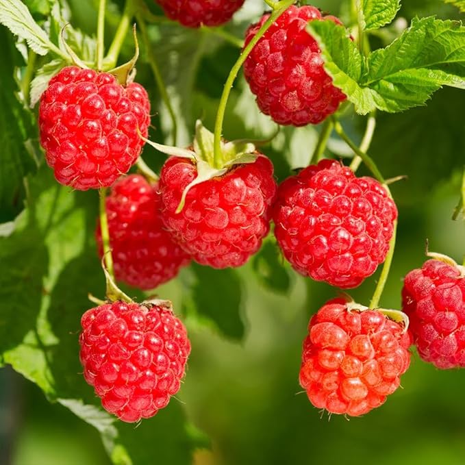 200+ Seed Red Raspberry Fruit Seeds for Planting Outdoor-Sweet Berry Seeds Non GMO Heirloom Rare Fruit Plant in Home Garden