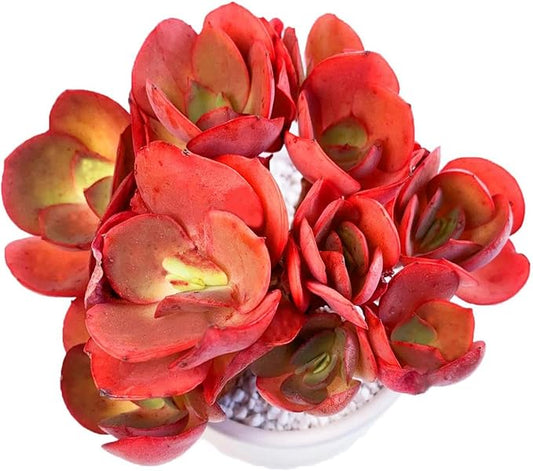 FWPP Live Succulents Plants Echeveria Suyon 4.3 inches,Rare red Succulents Bare Root Without Pot Soil, Live Plants Indoor Office Decoration Wedding and Gift