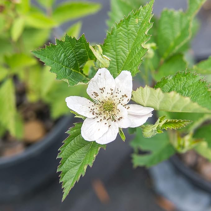 Perfect Plants Ouachita Thornless BlackBerry Bush 1 Gal. Pot Extremely Hardy Large Sweet Berries