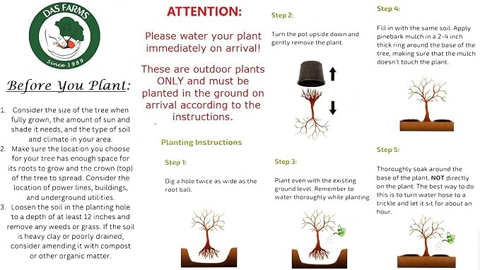 Contender Peach Tree - Self Pollinating Live Fruit Plant Shipped 2 Feet Tall by DAS Farms