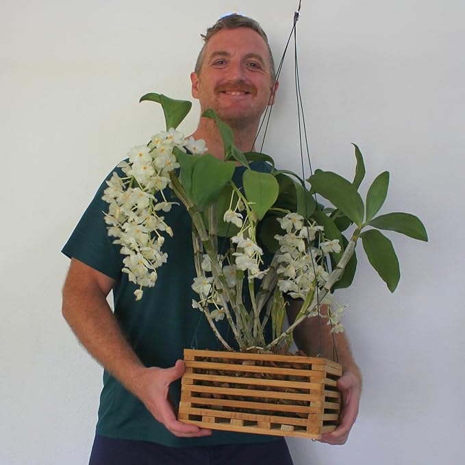 Orchid Basket Making Kit for 3 Strong 12 Inches Wide Hanging Orchid Baskets for Outdoors with Hangers, for Orchids, Staghorn Ferns, Handmade Rustic Wood Vanda Baskets, Staghorn Fern Mount