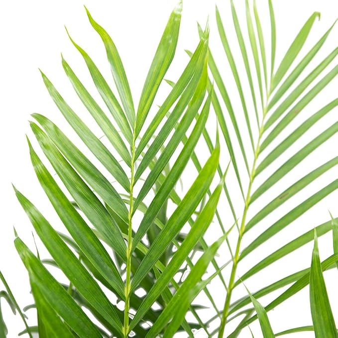 American Plant Exchange Live Cat Palm – 6-Inch Pot – Tropical Houseplant with Soft Arching Green Fronds, Pet-Friendly Easy Care Indoor Plant for Homes, Apartments, Offices & Indoor Jungle Décor