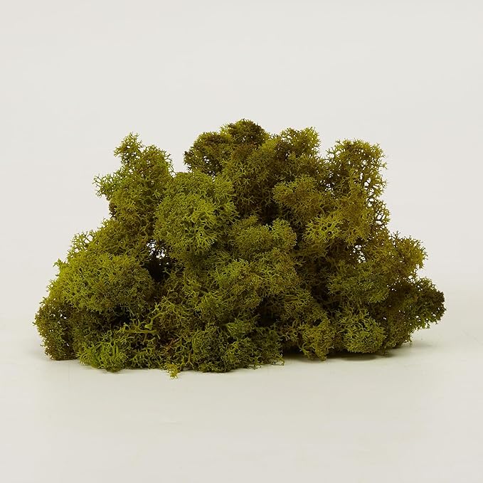 prefleur Preserved Reindeer Moss Natural Green DIY Kit Gardenning Art Wall Decor Florist Decor Easter Table Decor Wedding