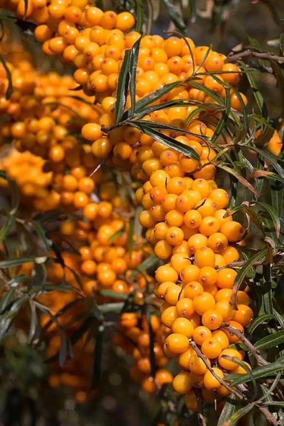 Seaberry Tree Plant, Sea Buckthorn Tree, 1-2 Ft Male or Female tress (This Plant Need a Male Tree for pollination) (Male)
