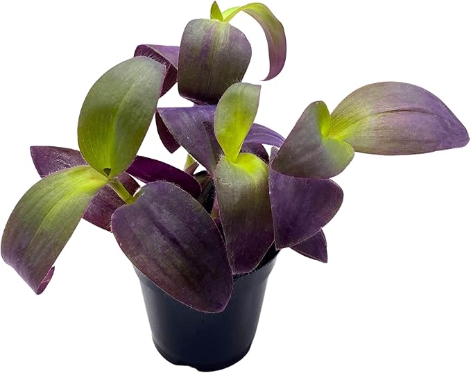 BubbleBlooms Tradescantia Padilla Purple Heart Wandering Dude 4 inch