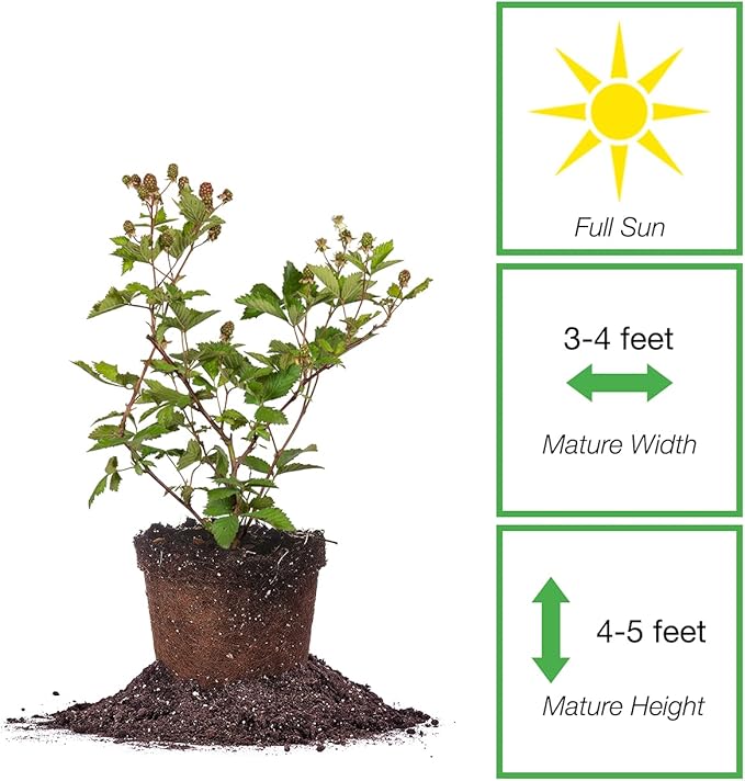 Perfect Plants Ouachita Thornless BlackBerry Bush 1 Gal. Pot Extremely Hardy Large Sweet Berries