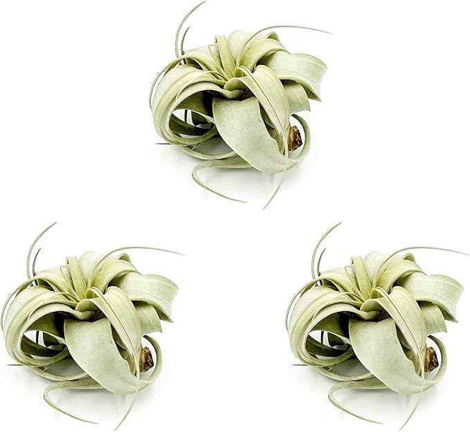 ragnaroc Air Plants - Tillandsia Xerographica, Small 2-3” - 3ct - Live Arrival Gauranteed - House Plants for Home Decor & Gift