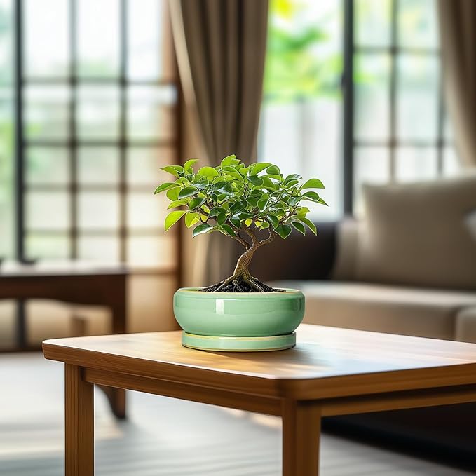 Succulent Pots 6 Inch - Ceramic Bonsai Pots for Indoor Outdoor, Shallow Ceramic Planters with Drainage Hole and Saucer, Round Small Bonsai Tree Pot, Home Decor, Plant Lover Gift, Light Green