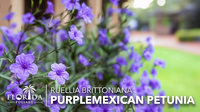 Mexican Petunia Purple | 60 Live Plants | Ruellia Brittoniana | Purple Flowering Landscape Pollinator | Heat Tolerant Groundcover | Outdoor Perennial for Gardens Borders Walkways Containers