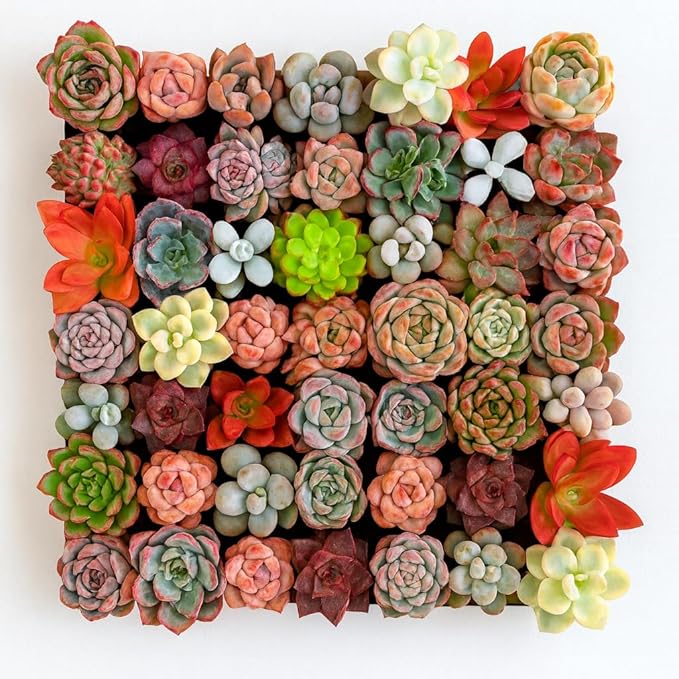 THE ONE BLOOM Mix DIY Rare Live Succulent Plants, 0.5-1,5" Random Mystery Bulk Succulent Live Plant, Without Pot & Soil, 6/12/24 Pcs, Garden Indoor Office Desk Decoration, Plant Gifts (24)