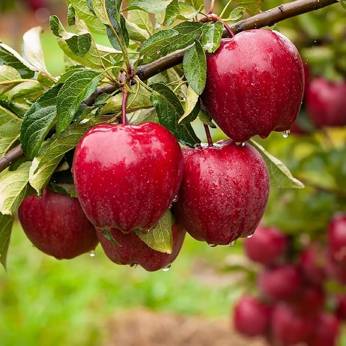 Mix Dwarf Bonsai Fruit Tree Seeds for Planting, 40+ Lemon Tree Seeds 40+ Cherry Tree 40+ Orange 40+ Apple 20+ Blueberry, Organic Fruit Seeds, 5 Variety Individual Packs