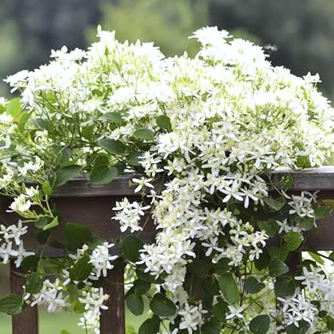 3 Sweet Autumn Clematis Plants Live Well-Rooted in 4” Pots, Fast Growing Fragrant Flowering Vine for Outdoor Garden and Trellis