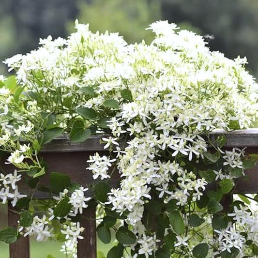 3 Sweet Autumn Clematis Plants Live Well-Rooted in 4” Pots, Fast Growing Fragrant Flowering Vine for Outdoor Garden and Trellis