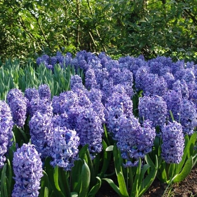 Delft Blue Hyacinth Bulbs - Perennial Hyacinthus Orientalis 'Delft Blue' | Fragrant Hyacinth Flowers, Long Lasting Beauty - Easy to Grow (3 Pack)