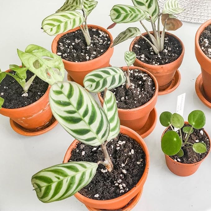HERDUK Terracotta Pots 6 Inch (4 Pack), Clay Pots for Plants with Drainage Hole and Saucer, Flower Pot with Tray, Large Terracotta Pot for Indoor Outdoor Plant