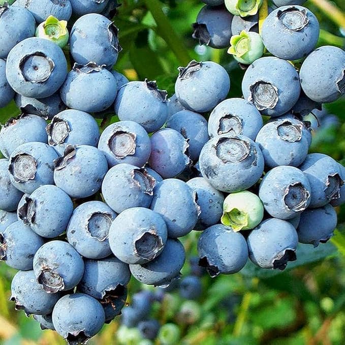 500+ Blueberries Seeds Organic-Heirloom Blueberry Seeds Non GMO Fruit Tree Seed-Dwarf Blue Berries Heirloom Berry Seed Easy to Grow for Planting Outdoors