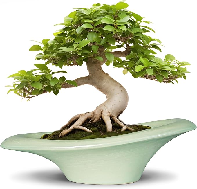 Teagas Ceramic Bonsai Pots - Large Succulent Planter 18 Inch Plant Pot Indoor Succulent Pot with Drainage Hole Outdoor Planter Bonsai Tree Pot for House Home Garden Decor Green