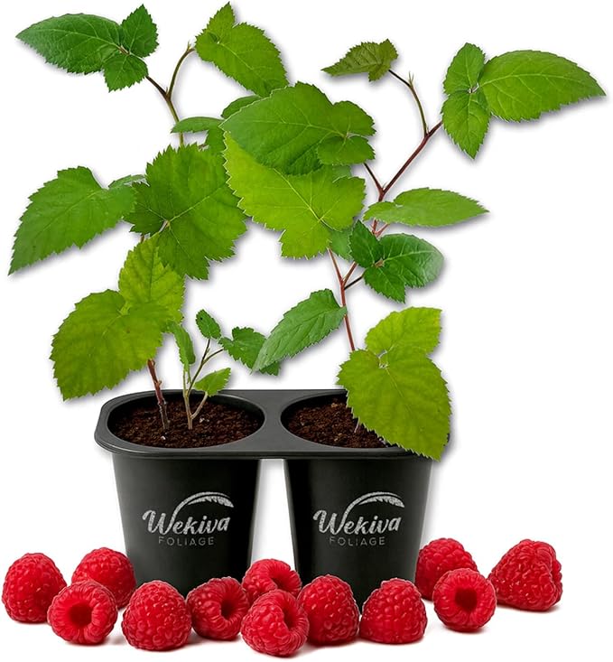 Mysore Raspberry Bush - 2 Live Starter Plants - Rubus - Edible Berry Bearing Bramble Shrub for Fruit Garden and Patio