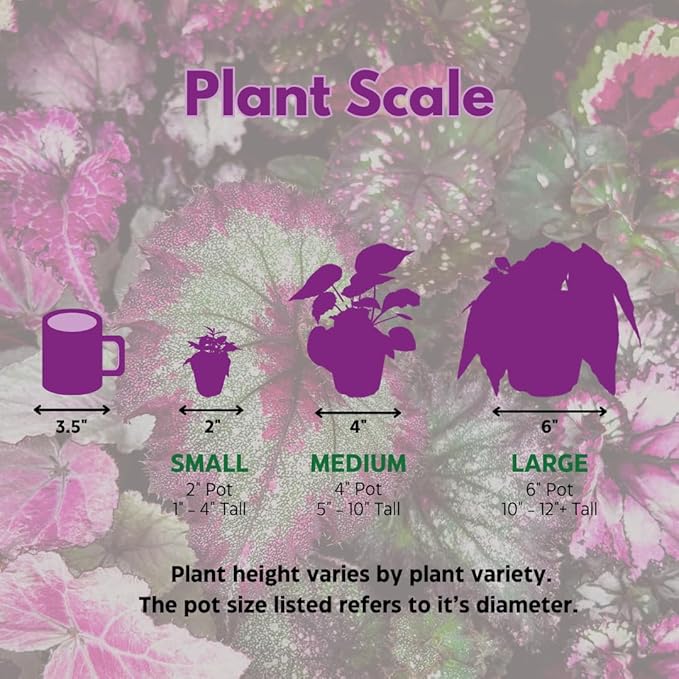 BubbleBlooms Flame Violet, Episcia Cupreata Assortment Set 2 inch pots 3 Different Velvet Plants, Tiny Mini Pixie Plant