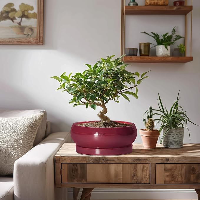 EPFamily Succulent Pots - 8 Inch Bonsai Pots for Indoor Outdoor, Shallow Ceramic Planter with Drainage Hole and Saucer, Round Flower Succulent Planters, Apartment Decor, Gardening Gift, Red