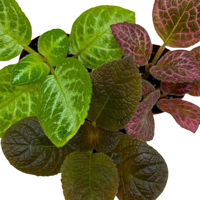 BubbleBlooms Flame Violet, Episcia Cupreata Assortment Set 2 inch pots 3 Different Velvet Plants, Tiny Mini Pixie Plant
