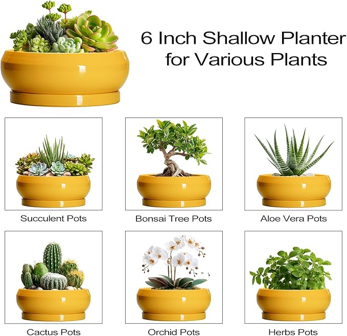 EPFamily Succulent Pots with Drainage Hole - 6 Inch Ceramic Bonsai Pots for Indoor Outdoor, Shallow Plant Pot with Saucer, Bonsai Planter, Round Succulent Planter, Patio Decor, Gardening Gift, Yellow