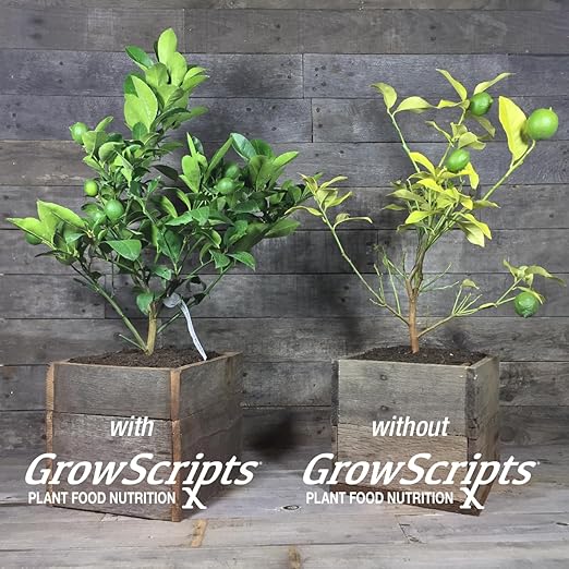 Citrus Tree Fertilizer Kit - Complete 3-in-1 Plant Food with NPK Granules, Liquid Micronutrients & Calcium for Container Lemon Orange Lime Trees, 3-Month Supply for Indoor Outdoor Citrus Plants