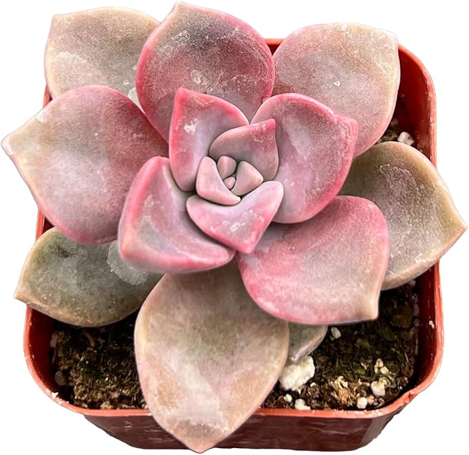 Sprout N Green Graptopetalum 'Purple Delight' in 2 inch Starter Pot, Rare Live Succulent Plant Fully Rooted in Planter with Soil, Home Office Indoor Outdoor Wedding Decoration DIY Projects Party Favor