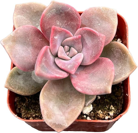Sprout N Green Graptopetalum 'Purple Delight' in 2 inch Starter Pot, Rare Live Succulent Plant Fully Rooted in Planter with Soil, Home Office Indoor Outdoor Wedding Decoration DIY Projects Party Favor