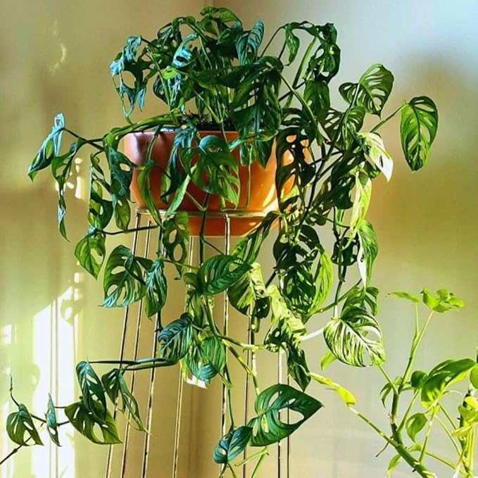 2 Monstera Plants Live Indoors, Swiss Cheese Plants Live for Gardening, Between 5 Inc and 7 Inc in Height, Live Monstera Plant