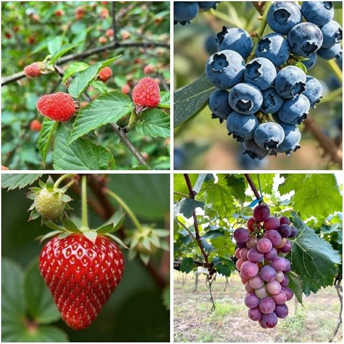 1000+ Fruit Seeds for Planting, Grape(80), Blueberry(80), Raspberry(200), Strawberry Seeds(700), Fresh Fruit Seed for Home Garden Outdoor