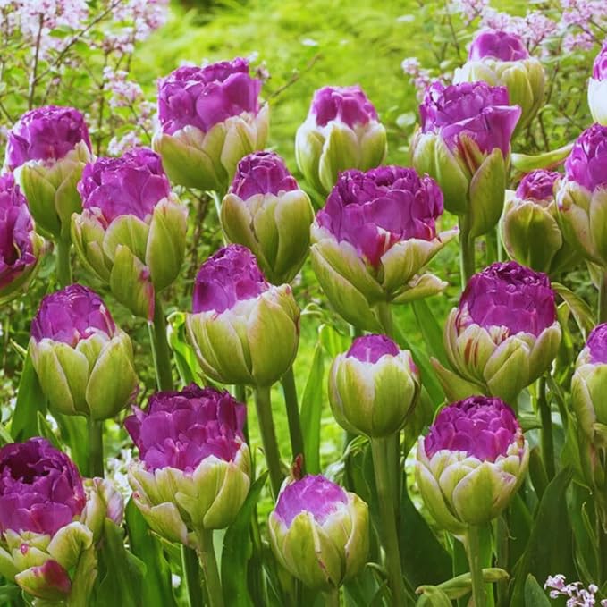 10 Tulip Bulbs for Fall Planting Bulk, Tulip Bulb, Perennial Flower Bulbs for Garden Growing, Tulip Bulbs Bulk (Ice Cream)