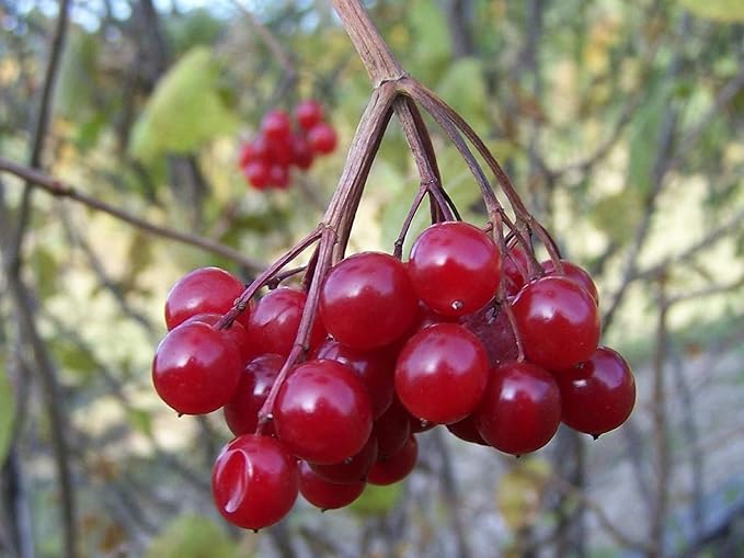 6-10" Tall Highbush Cranberry Plant, Viburnum opulus, Kalina, 1-2 Year Old