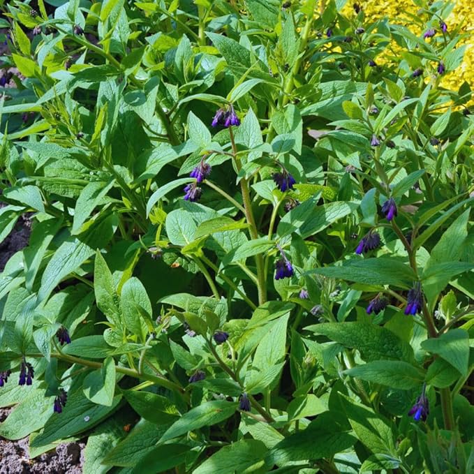 15 Comfrey Roots Plants Live, Comfrey Rhizomes Root for Planting, Herb Plant Garden, High Yields