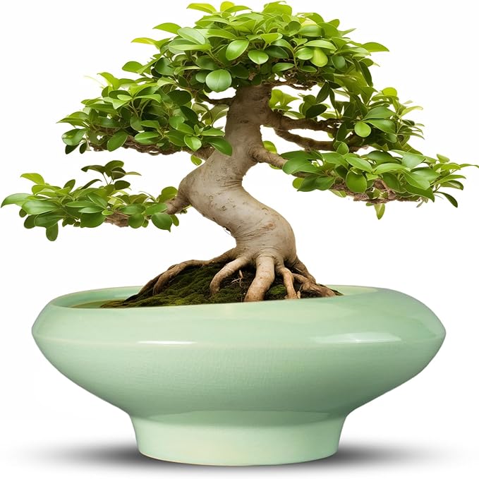 Teagas Ceramic Bonsai Pots - Large Succulent Planter 13 Inch Plant Pot Indoor Succulent Pot with Drainage Hole Outdoor Planter Bonsai Tree Pot for House Home Garden Office Decor Green