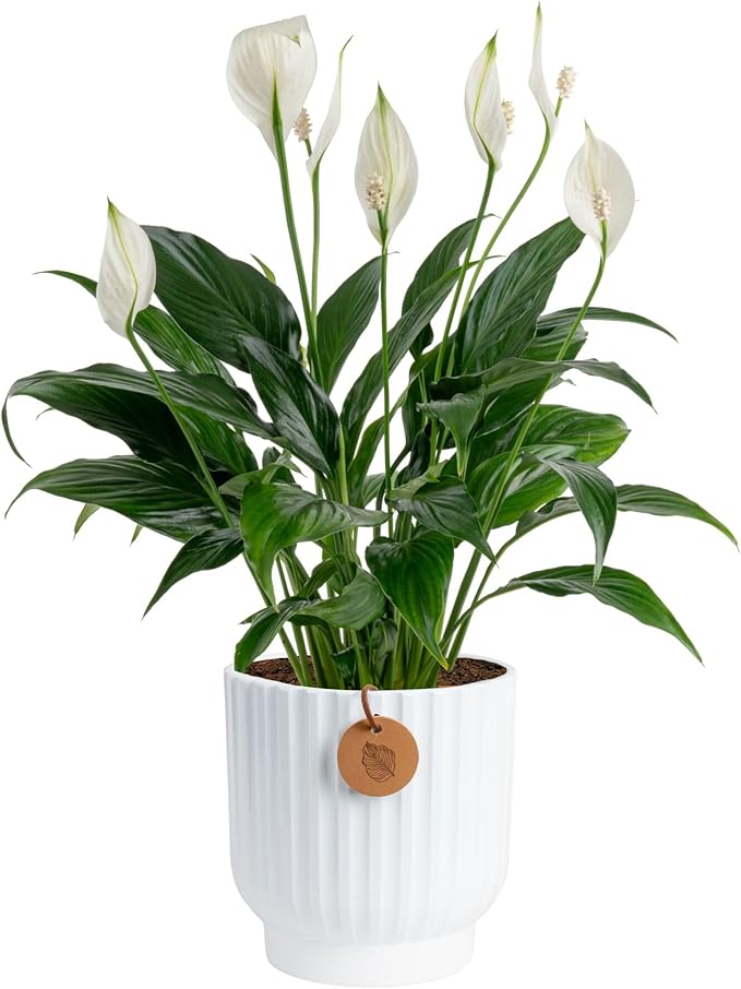 Costa Farms Peace Lily Live Plant in Decorative Pot, Air Purifying Flowering Indoor Houseplant, Perfect for Home, Room, or Office Decor, Great House Warming or Birthday Gift, 14-24 Inches Tall