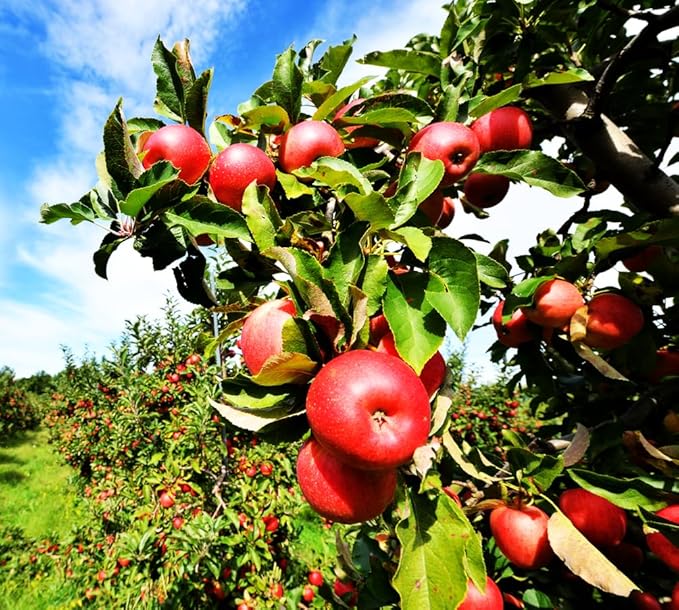 100 pcs Apple Tree Seeds Honey Crisp Honey Crunch Pomme Pommier Fruit Plant Bonsai Malus Seeds